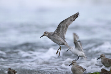 Red Knot in flight