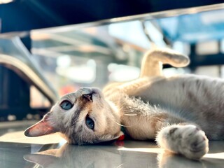 A cat sleeps in the morning sunlight with its reflection on a white background.