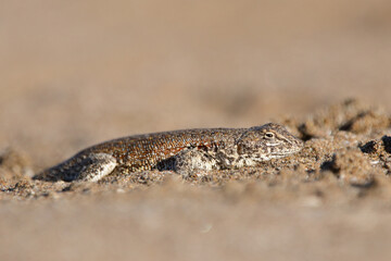 close up of a lizard