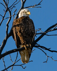bald eagle on branch