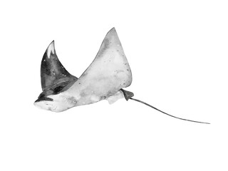 watercolor of a manta ray fling isolated on white background
