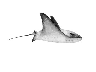 watercolor of a manta ray glinding isolated on white background © Gohan T