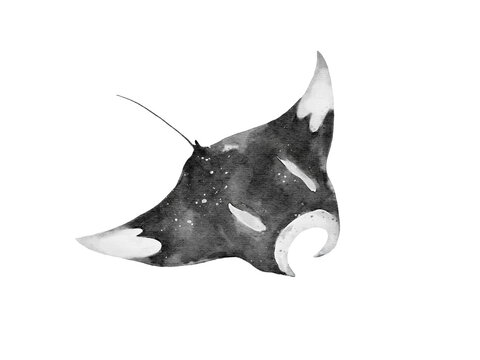 watercolor of a manta ray back isolated on white background