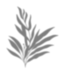 Leaf Shadow Illustration Graphic Element