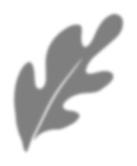 Leaf Shadow Illustration Graphic Element