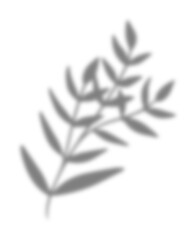 Leaf Shadow Illustration Graphic Element