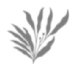 Leaf Shadow Illustration Graphic Element