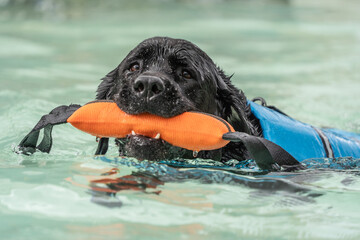 Labrador Retriever Swimming with Toy in Mouth