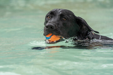 Labrador Retriever Swimming with Orange Ball 