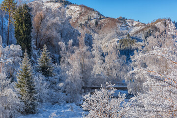 Snow-covered trees in the Trans-Ili Alatau mountains in the outskirts of the Kazakh city of Almaty on a winter morning