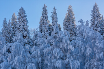 Snow-covered trees in the Trans-Ili Alatau mountains in the outskirts of the Kazakh city of Almaty on a winter morning