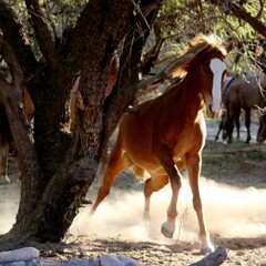 Galloping Young Wild Horse of the Salt River 