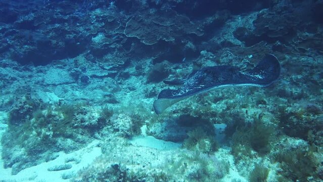 Eagle ray swim hover reef white sand seabed, Norfolk Island underwater