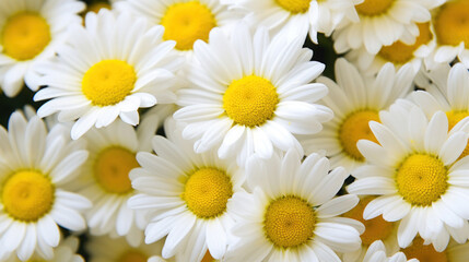 Beautiful daisies background. Chamomile flowers
