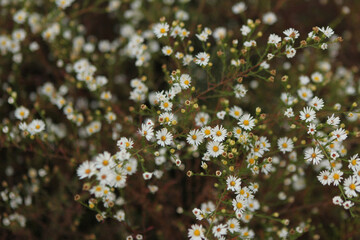 야외 들판에 핀 들꽃 