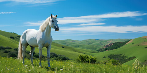 Majestic white horse stands in vibrant green grass against a backdrop of rolling hills under a blue sky - obrazy, fototapety, plakaty
