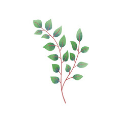 Botanical Leaf watercolor illustration on white background.	Hand-drawn style.