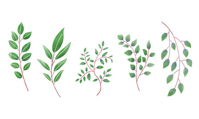 Set of botanical Leaf watercolor illustration on white background.	Hand-drawn style.