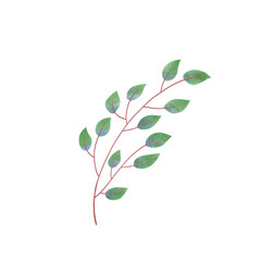 Botanical Leaf watercolor illustration on white background.	Hand-drawn style.