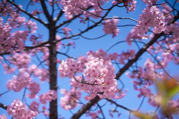 青空に映える河津桜