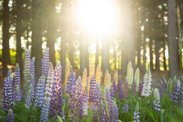 Fototapete bei efototapeten.de bestellen   