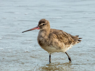 Black-tailed Godwit in Queensland Australia