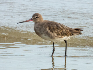 Black-tailed Godwit in Queensland Australia