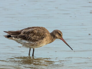 Black-tailed Godwit in Queensland Australia