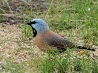 Black-throated Finch in Queensland Australia