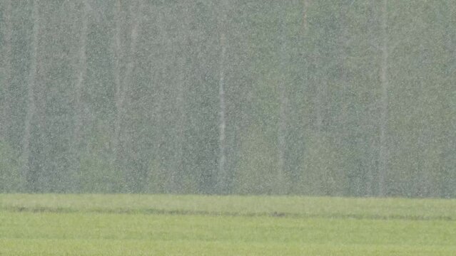 Snow falling over green spring crop fields