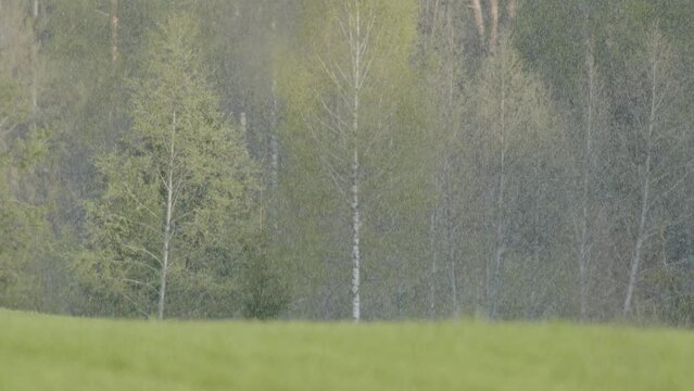 Snow falling over green spring crop fields