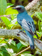 Common Cicadabird in Queensland Australia