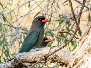 Dollarbird Roller in Queensland Australia