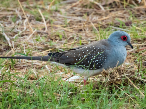 Diamond Dove in Queensland Australia