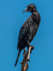 Little Black Cormorant in Queensland Australia