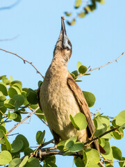 Little Friarbird in Queensland Australia