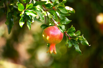 pomegranate on tree