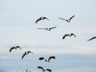 Magpie Geese in Queensland Australia