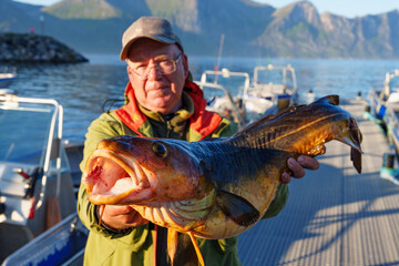Male fisherman holding a huge fish Cod. Norway Fishing tourism. Senior fisherman in ocean, fjord...