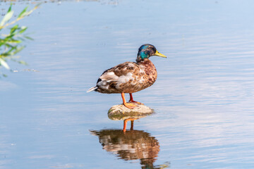 A duck stands on its paws on the shore of a pond.