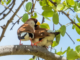 Masked Finch in Queensland Australia