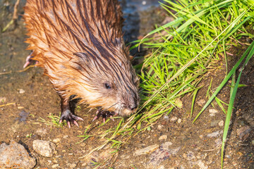 Portrait of a muskrat, ondatra zibethicus, rodent found in wetlands