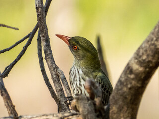 Olive-backed Oriole in Queensland Australia