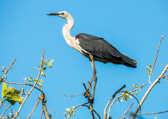 Pacific Heron in Queensland Australia