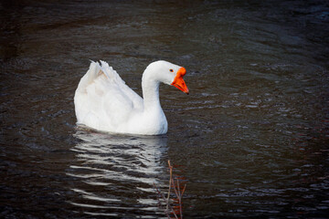 White goose swims in a pond