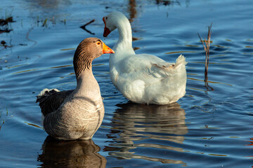 White goose and greylag goose swimming in a pond