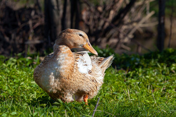 Portrait of a colorful duck on a background of green grass domestic waterfowl