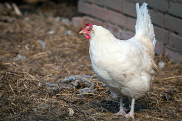 white loose chicken outdoor in the grass