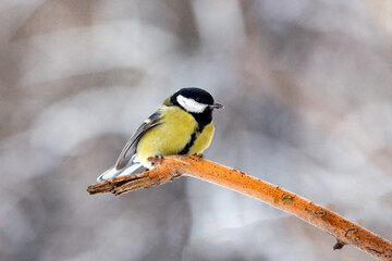 a bird of the Great Tit species sits on a branch.
