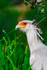 Close-up of a secretary bird displaying intricate and detailed features in its natural habitat, showcasing the beauty of wildlife conservation efforts.